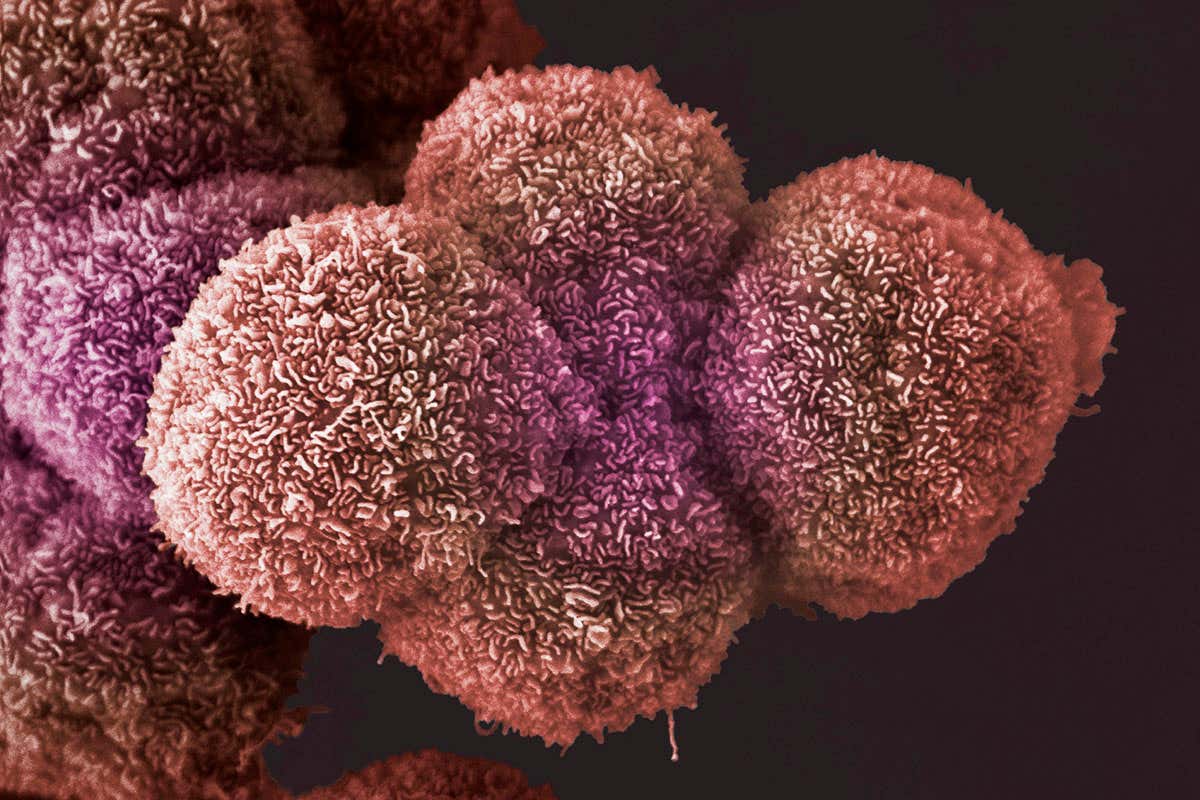 فتح علمي جديد : العلماء يتمكنون من تسجيل فيلم علي حمض نووي DNA لبكتيريا حية