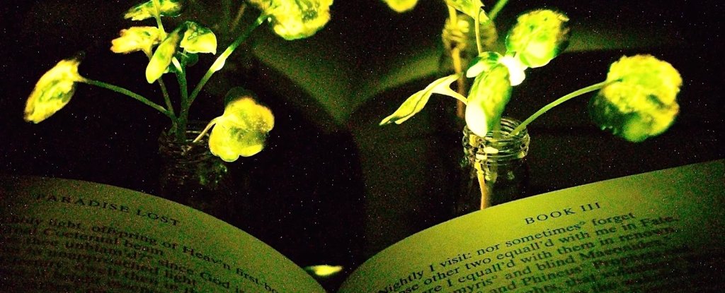 نباتات مضيئة قد تستبدل المصباح المكتبي.